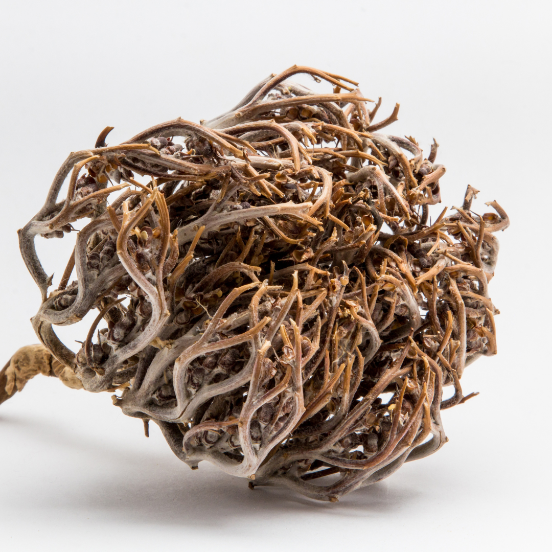 Fleur de Jéricho Bio - Chajarat Mariam - Rose de Fertilité (3 fleurs)